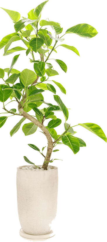 植物